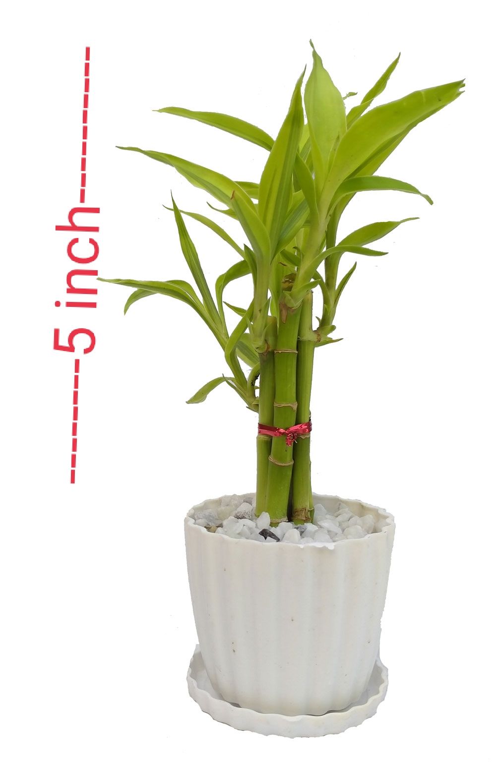 Lucky Bamboo plant design set 05 pcs plant with potting