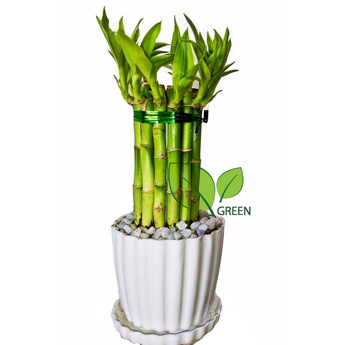 Lucky Bamboo Plant Design Set with potting