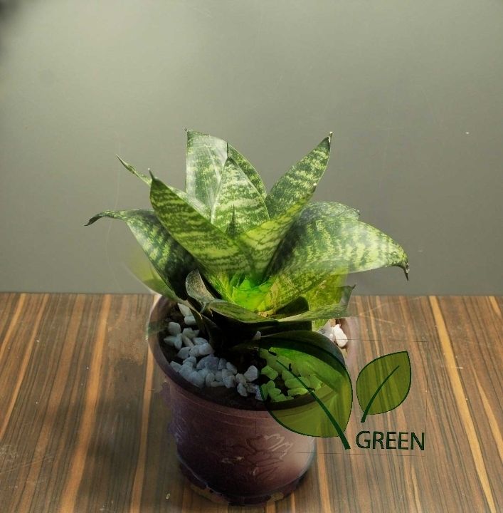 Snack Plant - Bird nest - with potting