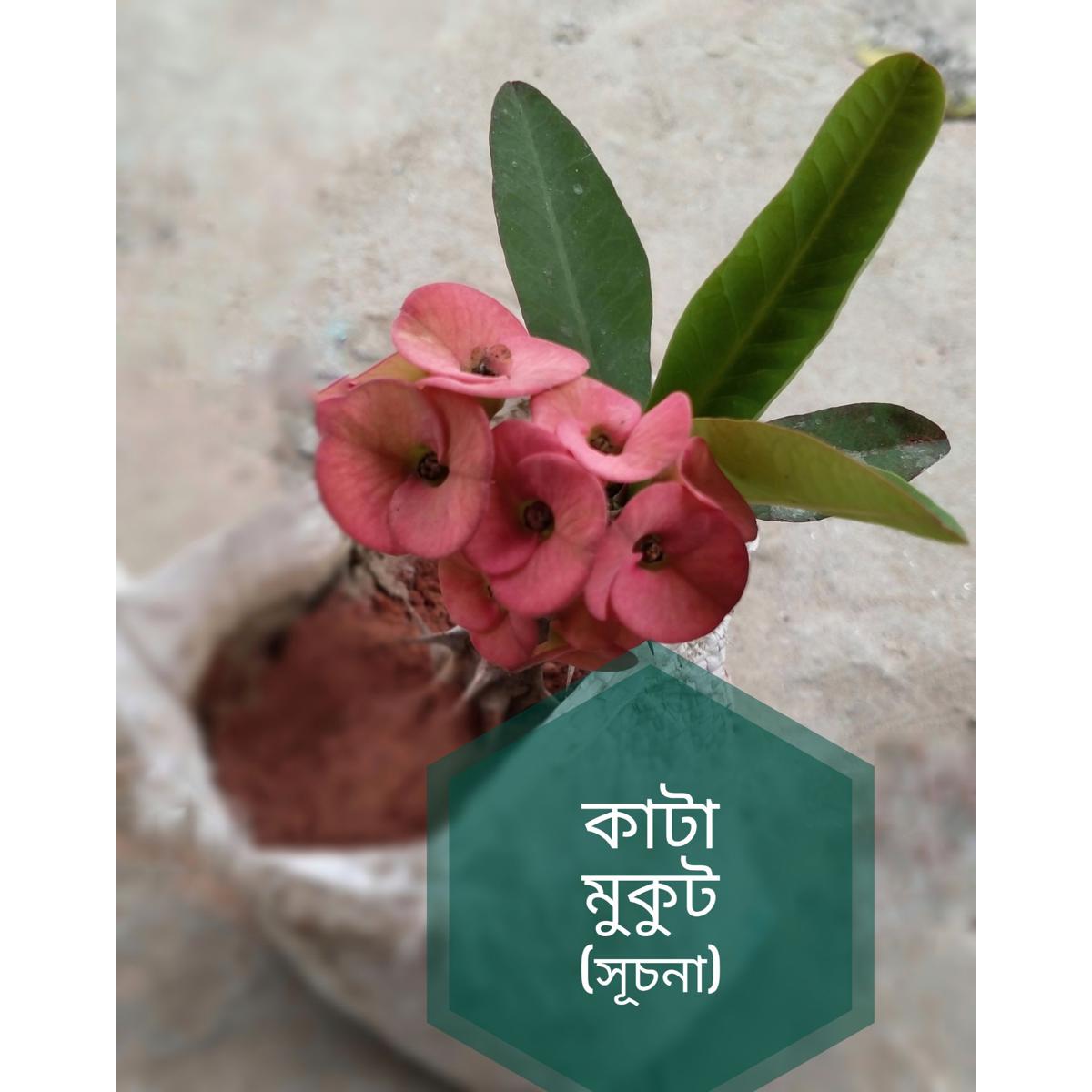 Katamukut - Euphorbiamilii - Suchona (color changeable)