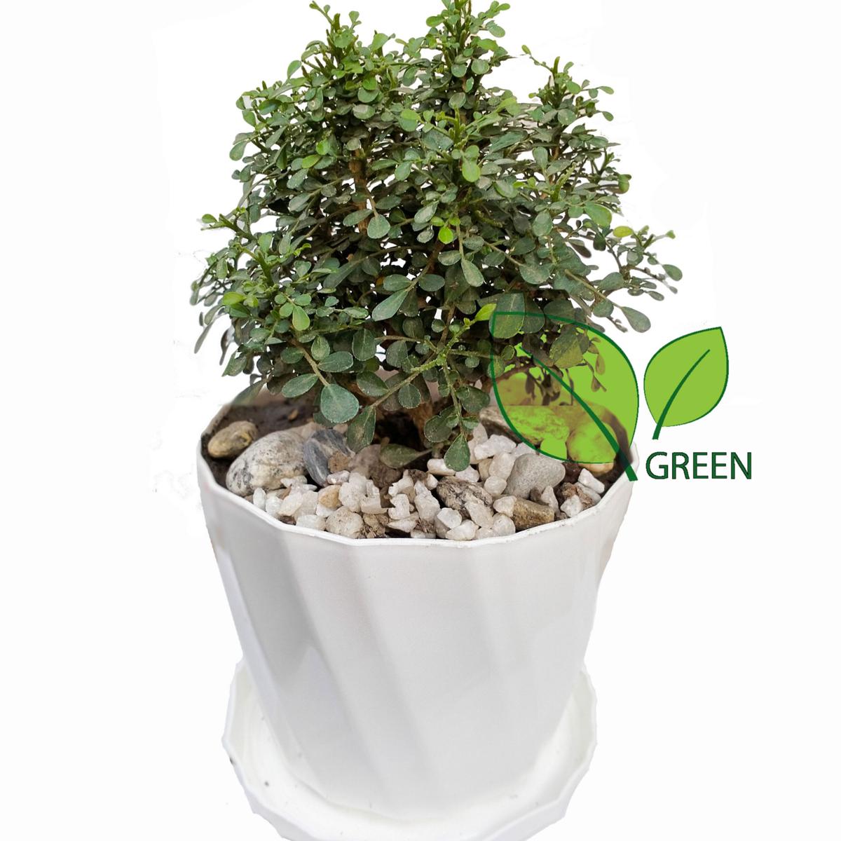 Table Kamini plant - Bonsai- semi Indoor Plant - with potting