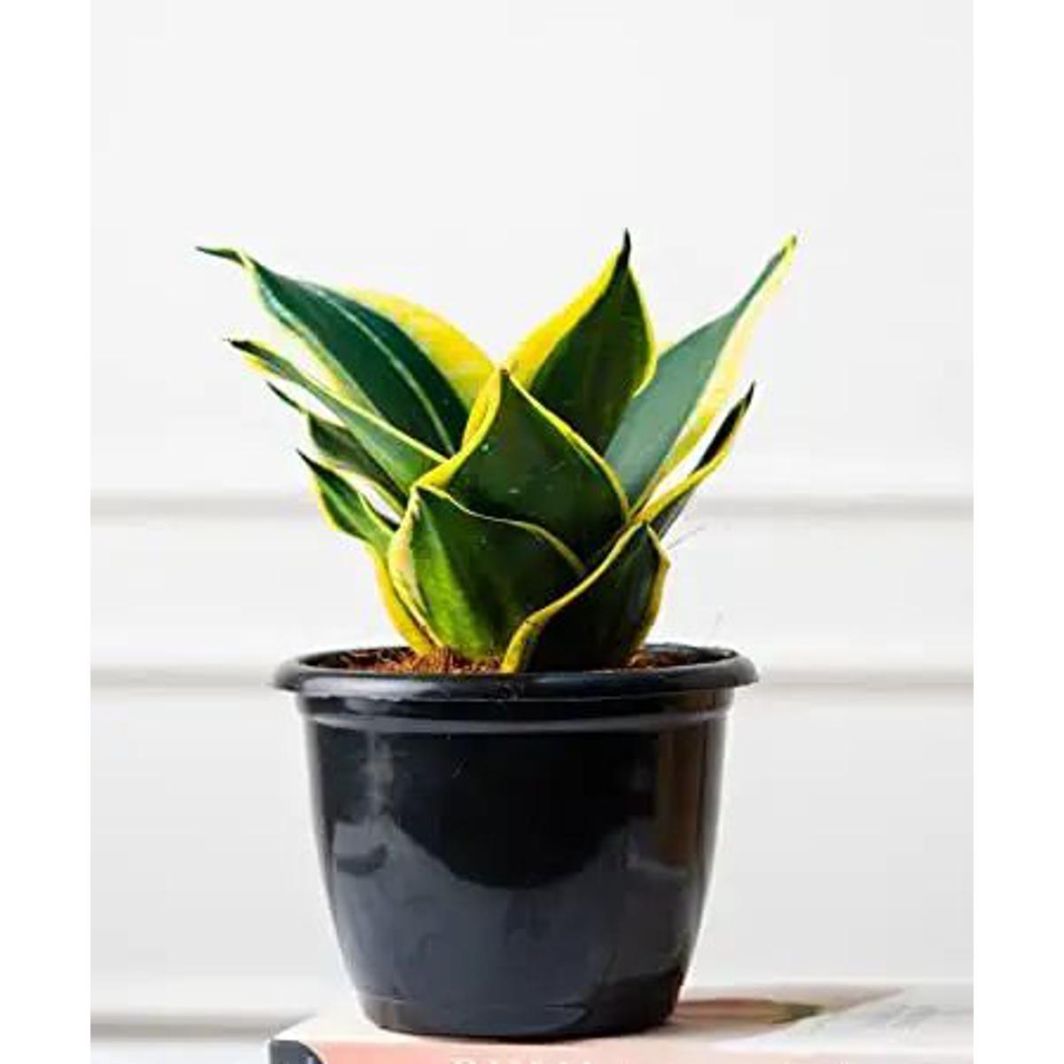 Snack Plant Variegated Mini (1 Piece) with Potting