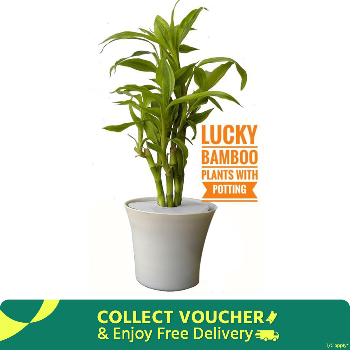 Lucky bamboo potting set with 06 pcs plant