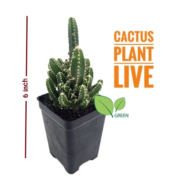 Fairy Castle cactus plant live- with potting