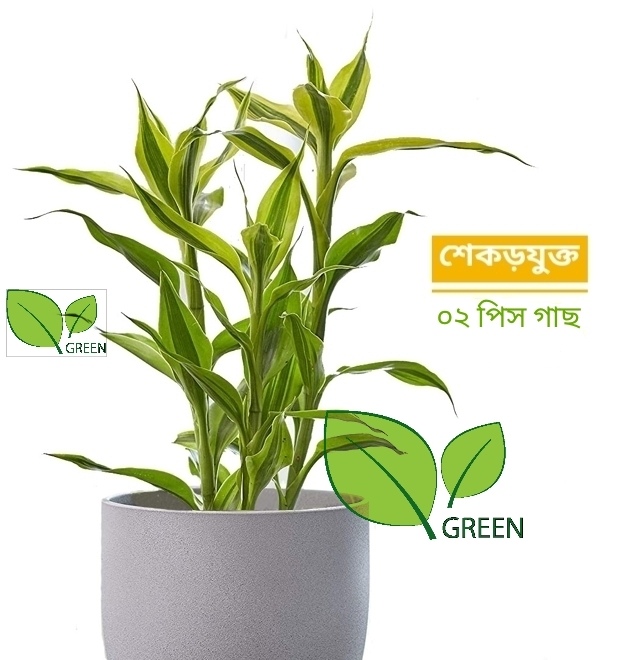Lucky Bamboo Plant (rooted 02 pieces)