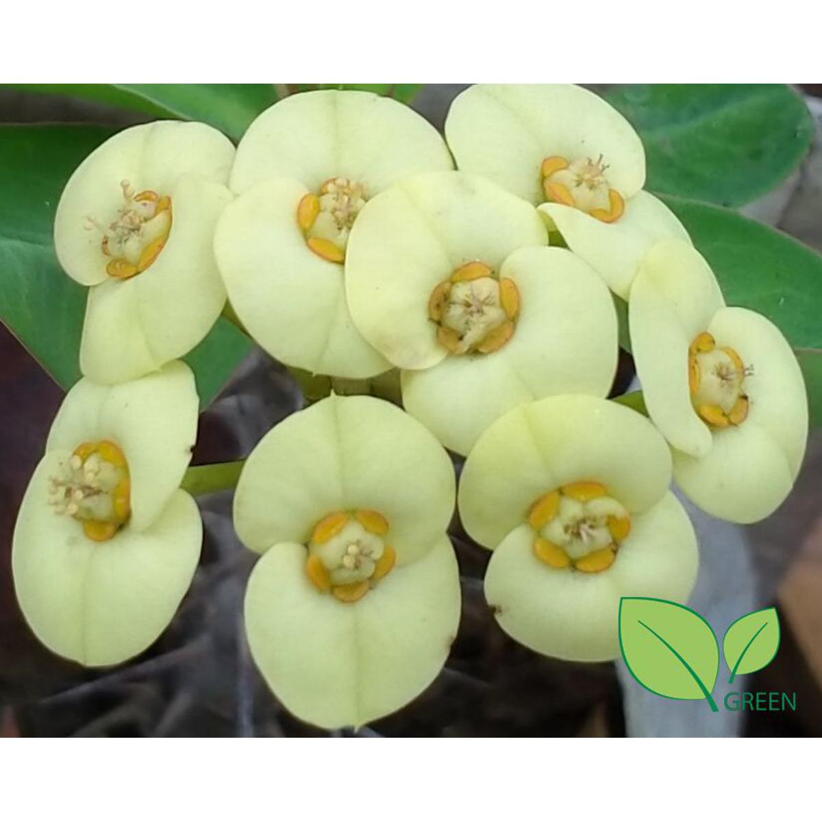 Katamukut - Euphorbia Mili (yellow -Himu)